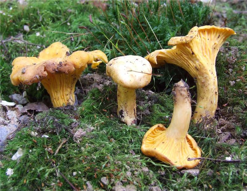  Image name: finferlo12.jpg 
 width: 800 pixel 
 height: 618 pixel 
 Size: 117716 bytes 
 Click to enlarge 